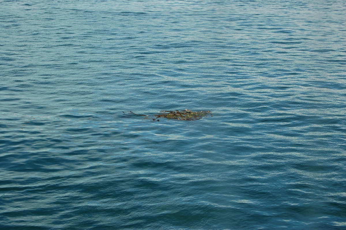 DSC_0079.JPG