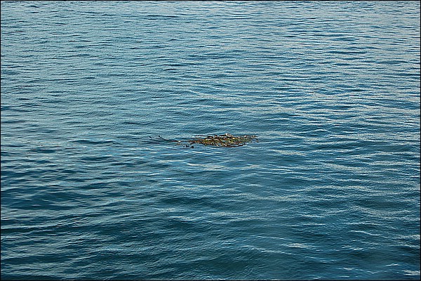DSC_0079.JPG